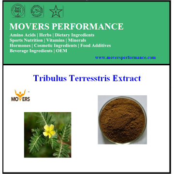 Vente chaude Pure Natural Tribulus Terrestris Extrait